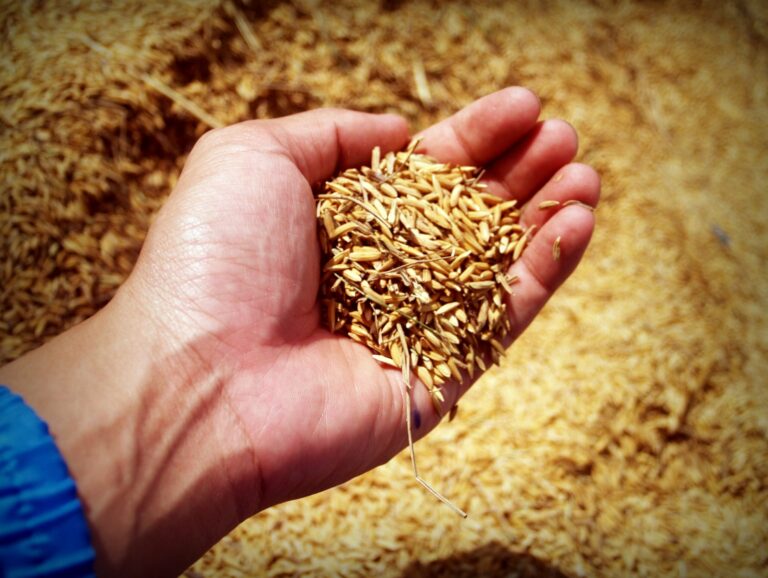 Grain as livestock feed: do you choose a hammer mill, disc mill or grain crusher?