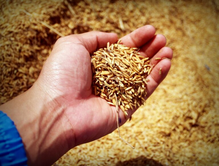 Getreide als Futtermittel: Wählen Sie eine Hammermühle, eine Scheibenmühle oder eine Getreidequetsche?